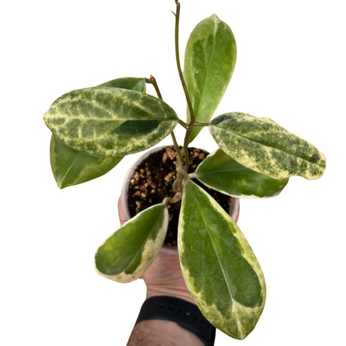 Hoya incrassata 'Eclipse' - Root Houseplants