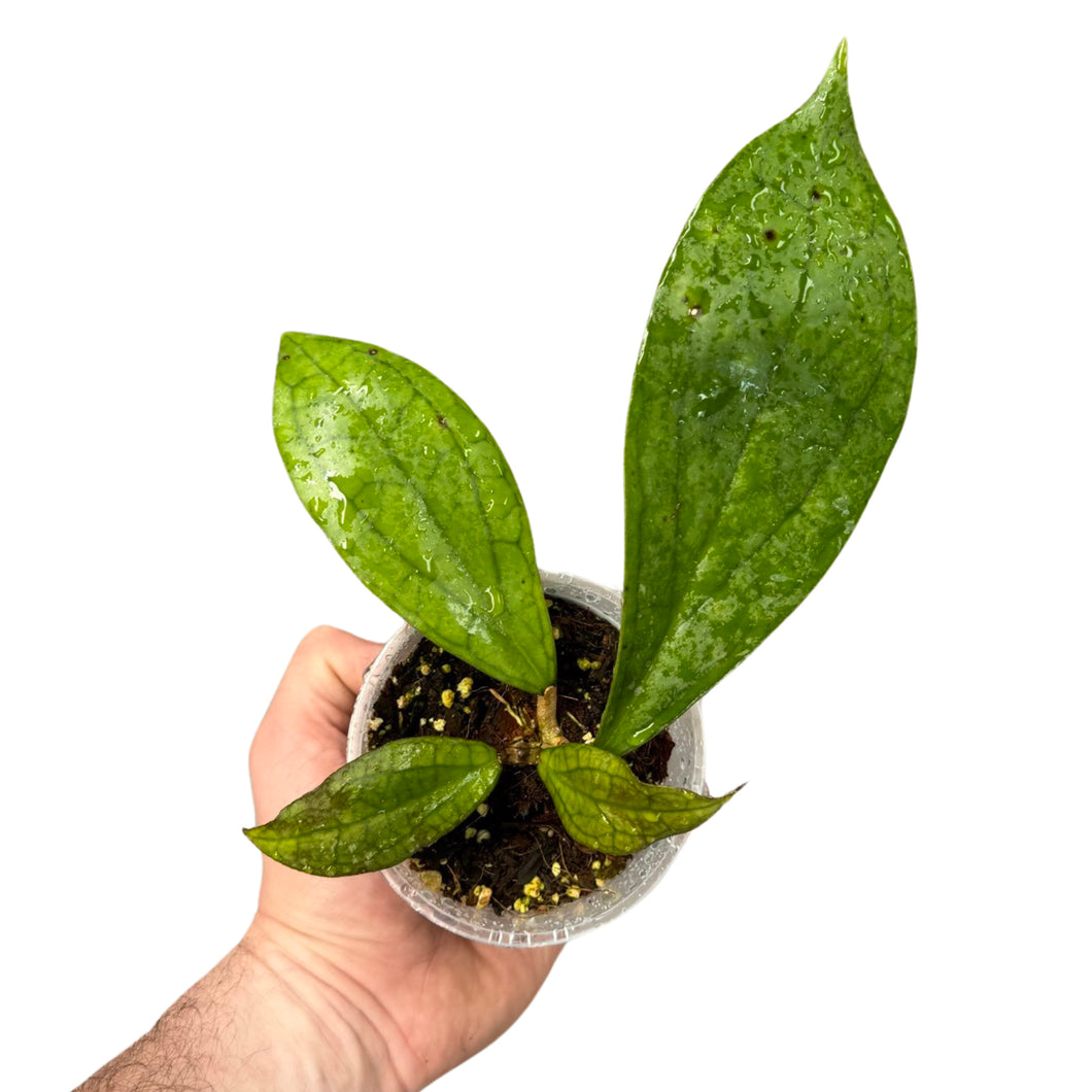 Hoya 'Jennifer' - Root Houseplants