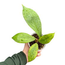 Load image into Gallery viewer, Hoya &#39;Jennifer&#39; - Root Houseplants
