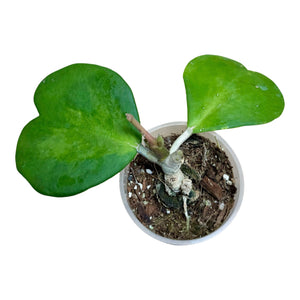 Hoya kerrii (Inner Variegated) - Root Houseplants