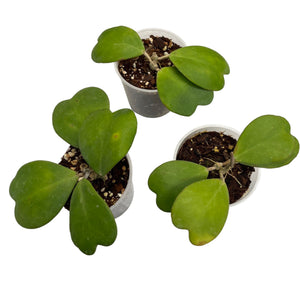 Hoya kerrii - Root Houseplants