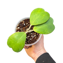 Charger l&#39;image dans la galerie, Hoya kerrii - Root Houseplants
