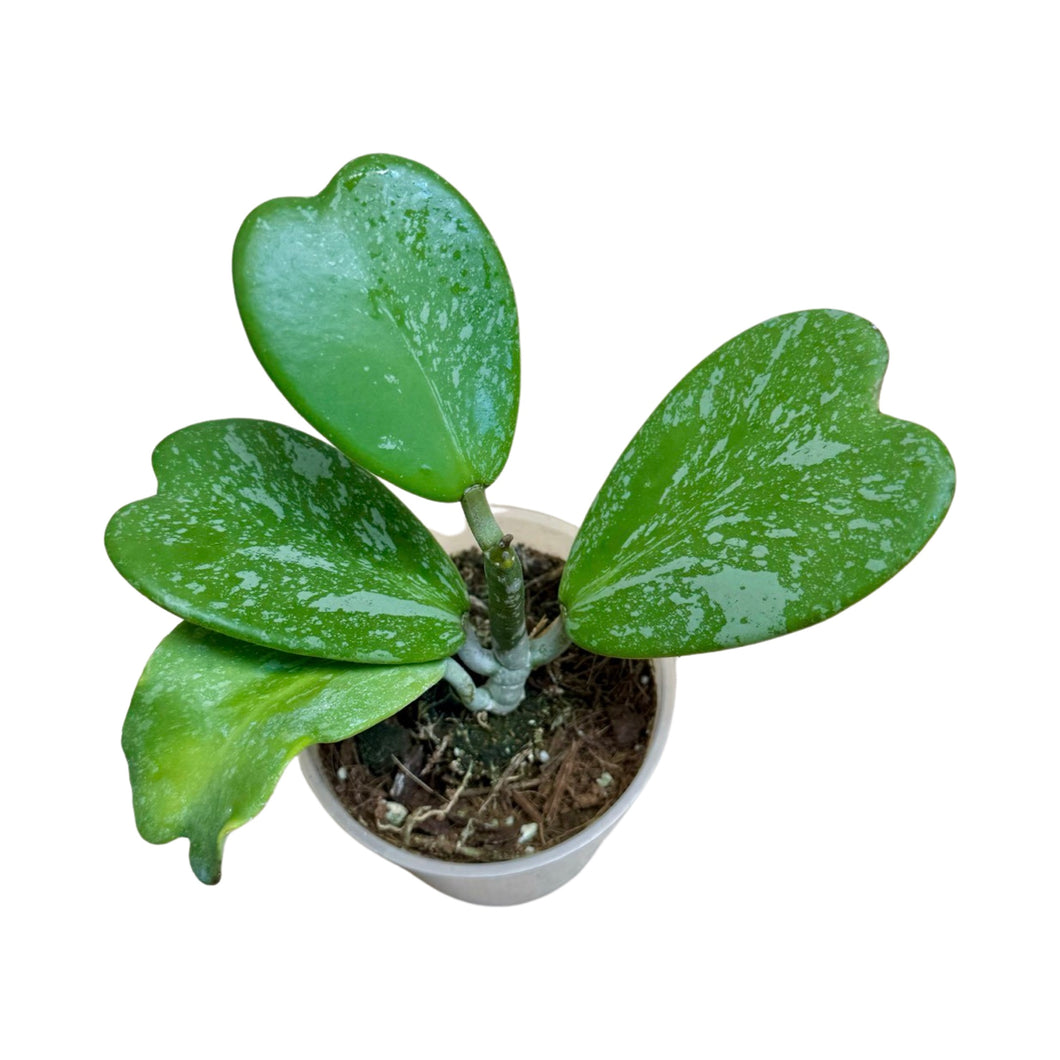 Hoya kerrii 'Splash' - Root Houseplants