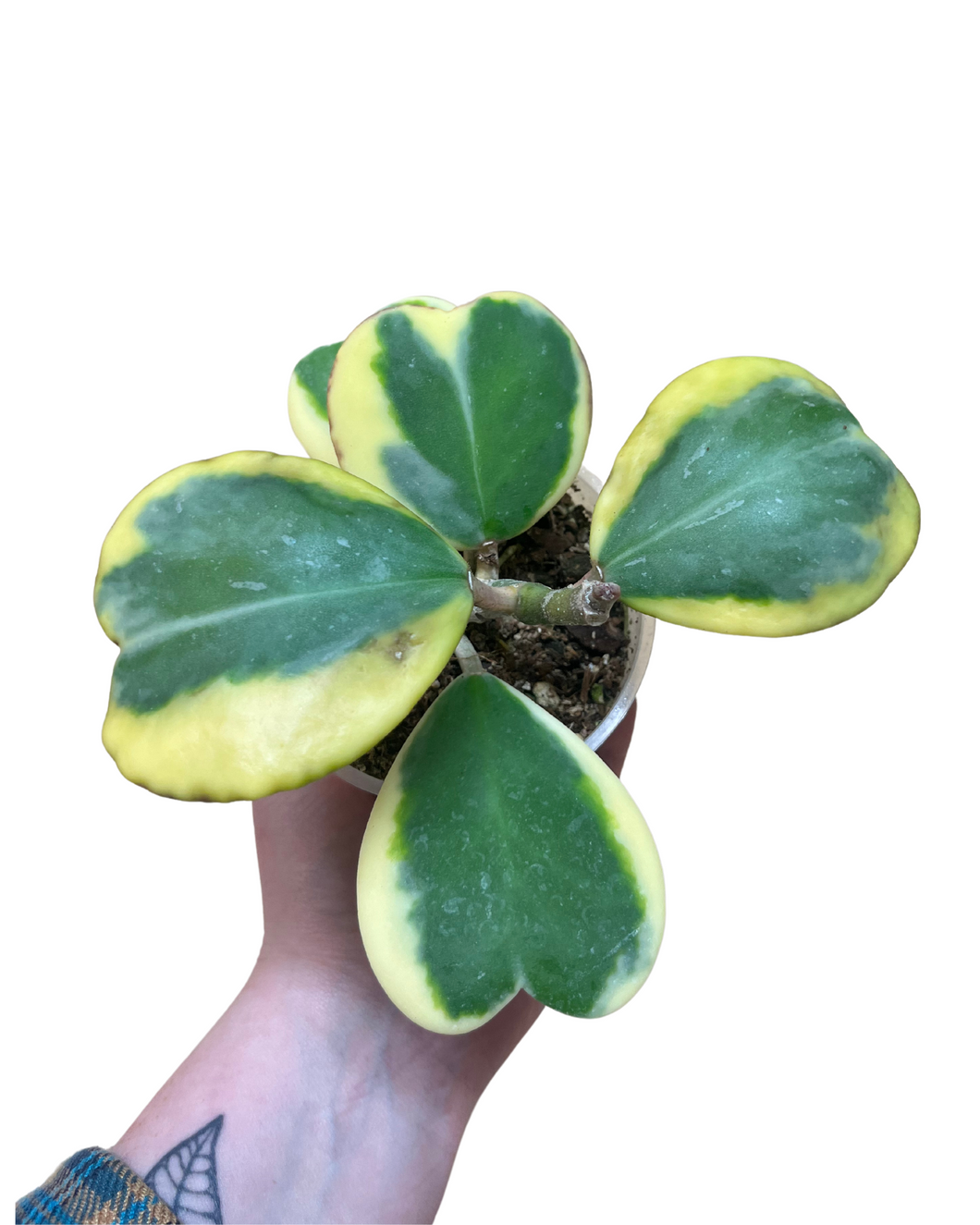 Hoya kerrii 'Variegata' - Root Houseplants