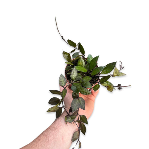 Hoya krohniana 'Black' - Root Houseplants