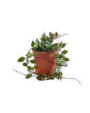 Load image into Gallery viewer, Hoya krohniana &#39;Black&#39; - Root Houseplants
