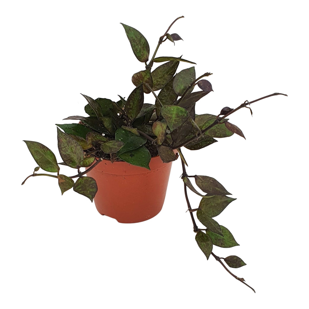 Hoya krohniana 'Black' - Root Houseplants