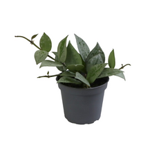 Load image into Gallery viewer, Hoya krohniana &#39;Eskimo&#39; - Root Houseplants

