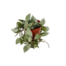 Load image into Gallery viewer, Hoya krohniana &#39;Eskimo&#39; - Root Houseplants
