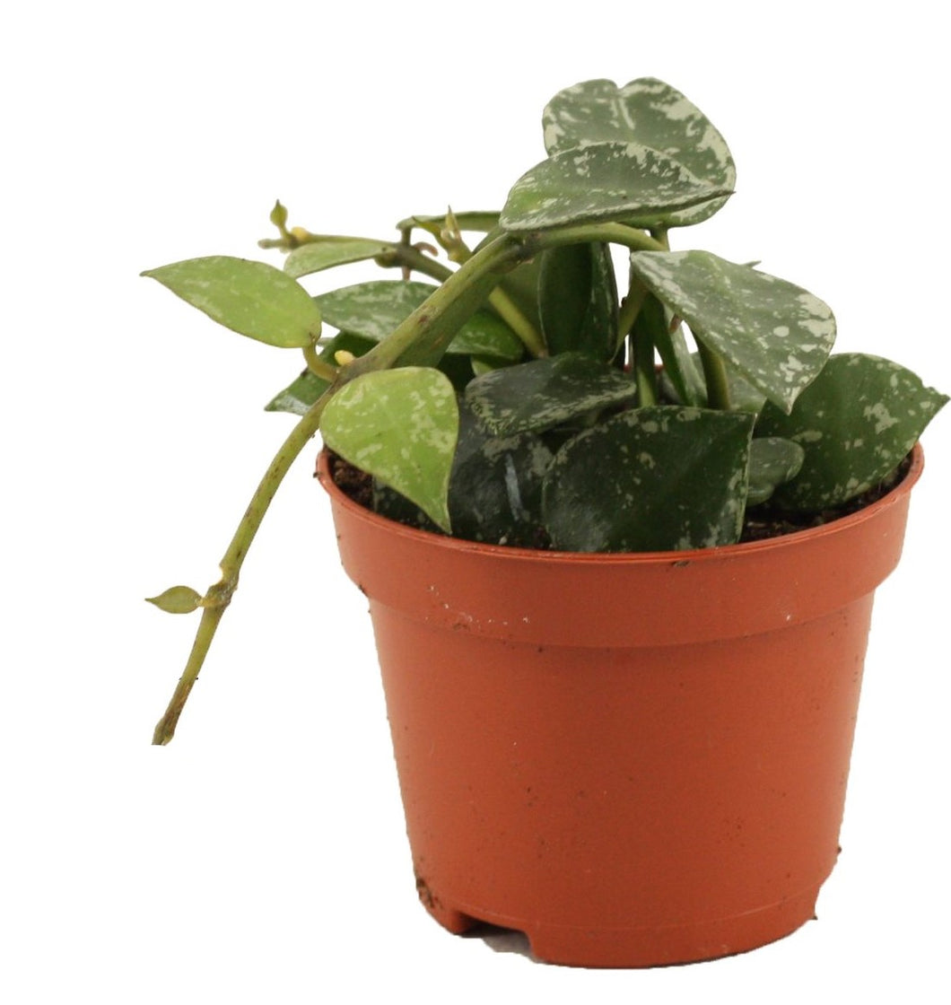 Hoya krohniana 'Splash' - Root Houseplants