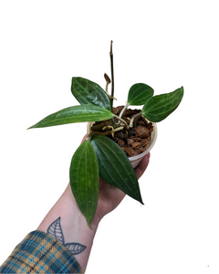 Hoya latifolia (green) (Syn. Hoya macrophylla) - Root Houseplants