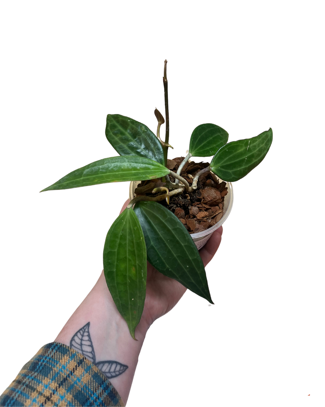 Hoya latifolia (green) (Syn. Hoya macrophylla) - Root Houseplants