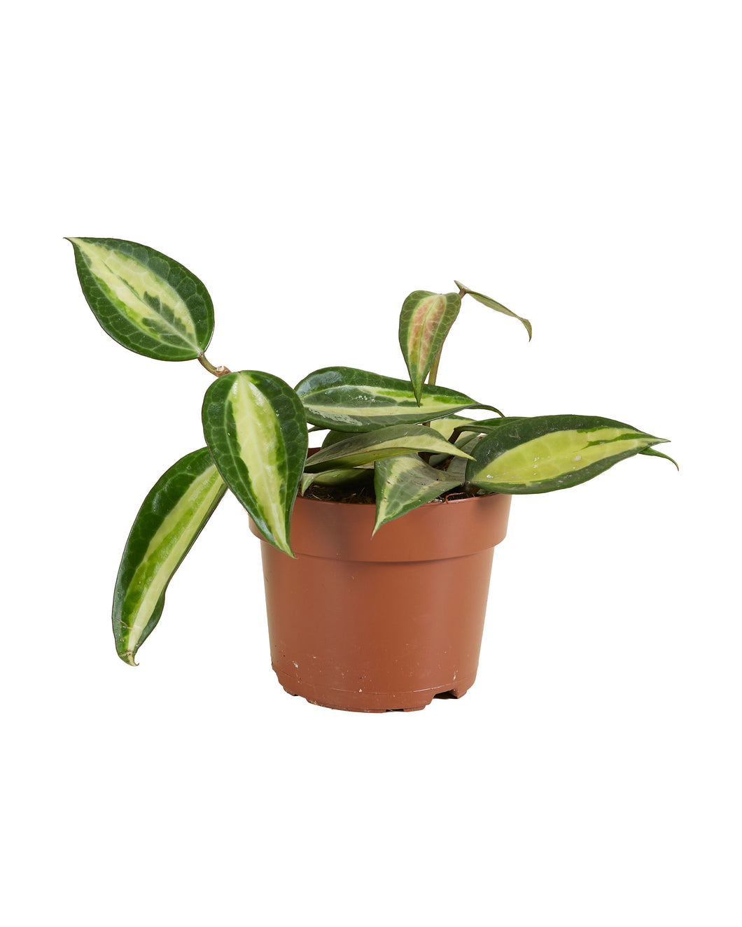 Hoya latifolia 'Pot of Gold' - Root Houseplants