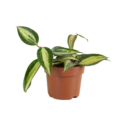 Hoya latifolia 'Pot of Gold' - Root Houseplants