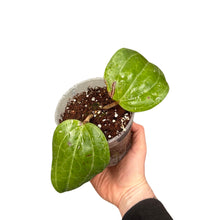 Load image into Gallery viewer, Hoya latifolia sp. Sarawak - Root Houseplants
