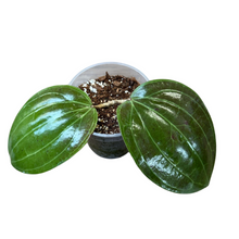 Load image into Gallery viewer, Hoya latifolia sp. Sarawak - Root Houseplants
