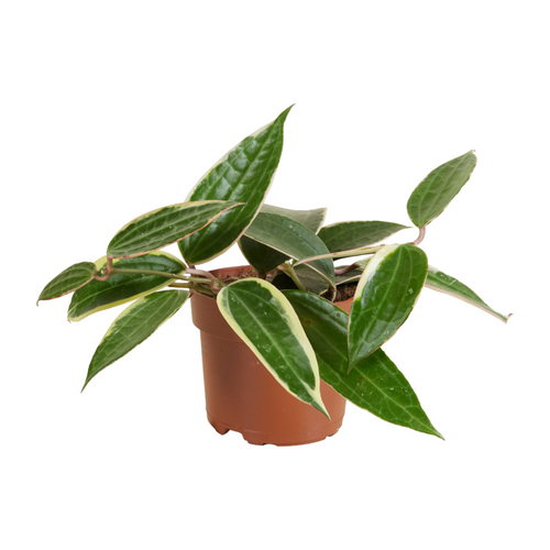 Hoya latifolia 'Variegata' (previously macrophylla) - Root Houseplants