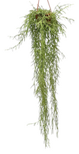 Lade das Bild in den Galerie-Viewer, Hoya linearis - Root Houseplants
