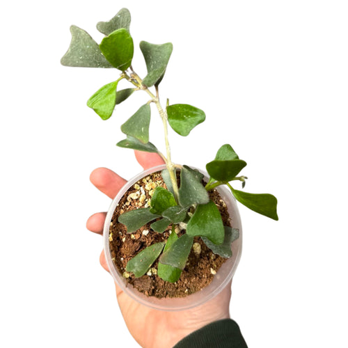 Hoya manipurensis - Root Houseplants