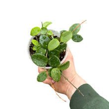 Load image into Gallery viewer, Hoya &#39;Mathilde&#39; (Hoya carnosa X Hoya serpens) - Root Houseplants
