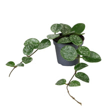 Load image into Gallery viewer, Hoya &#39;Mathilde&#39; (Hoya carnosa X Hoya serpens) - Root Houseplants
