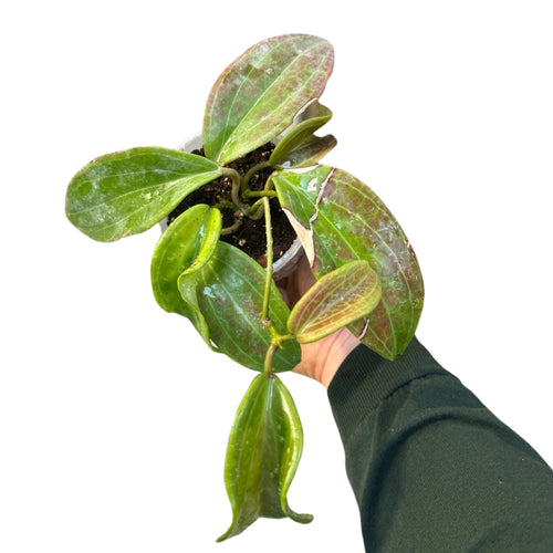 Hoya merrillii (long leaves) - Root Houseplants