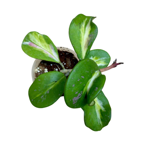 Hoya obovata 'Variegata' - Root Houseplants