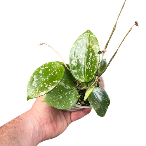 Hoya parasitica 'Splash' - Root Houseplants