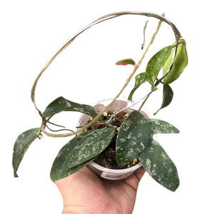 Hoya phuwuaensis (Syn. Hoya sp. Phu Wua) - Root Houseplants