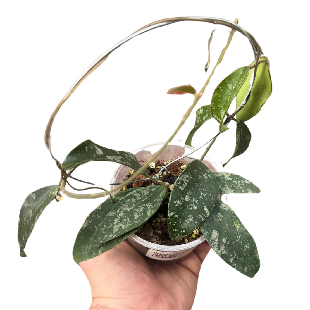 Hoya phuwuaensis (Syn. Hoya sp. Phu Wua) - Root Houseplants