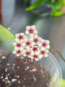 Hoya phuwuaensis (Syn. Hoya sp. Phu Wua) - Root Houseplants