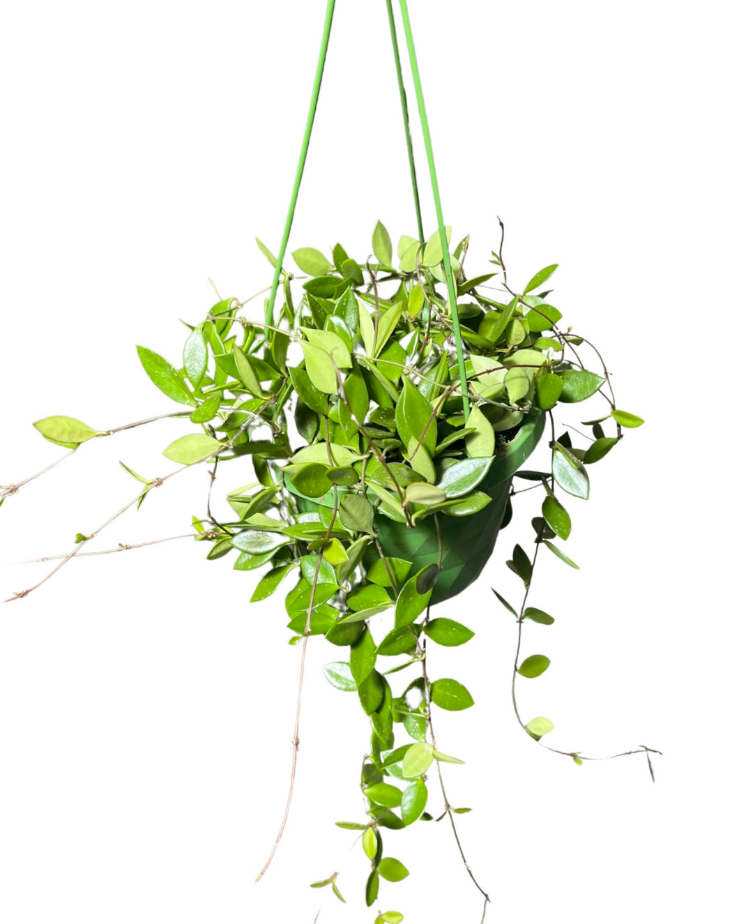 Hoya puber (Syn. Hoya picta) - Root Houseplants