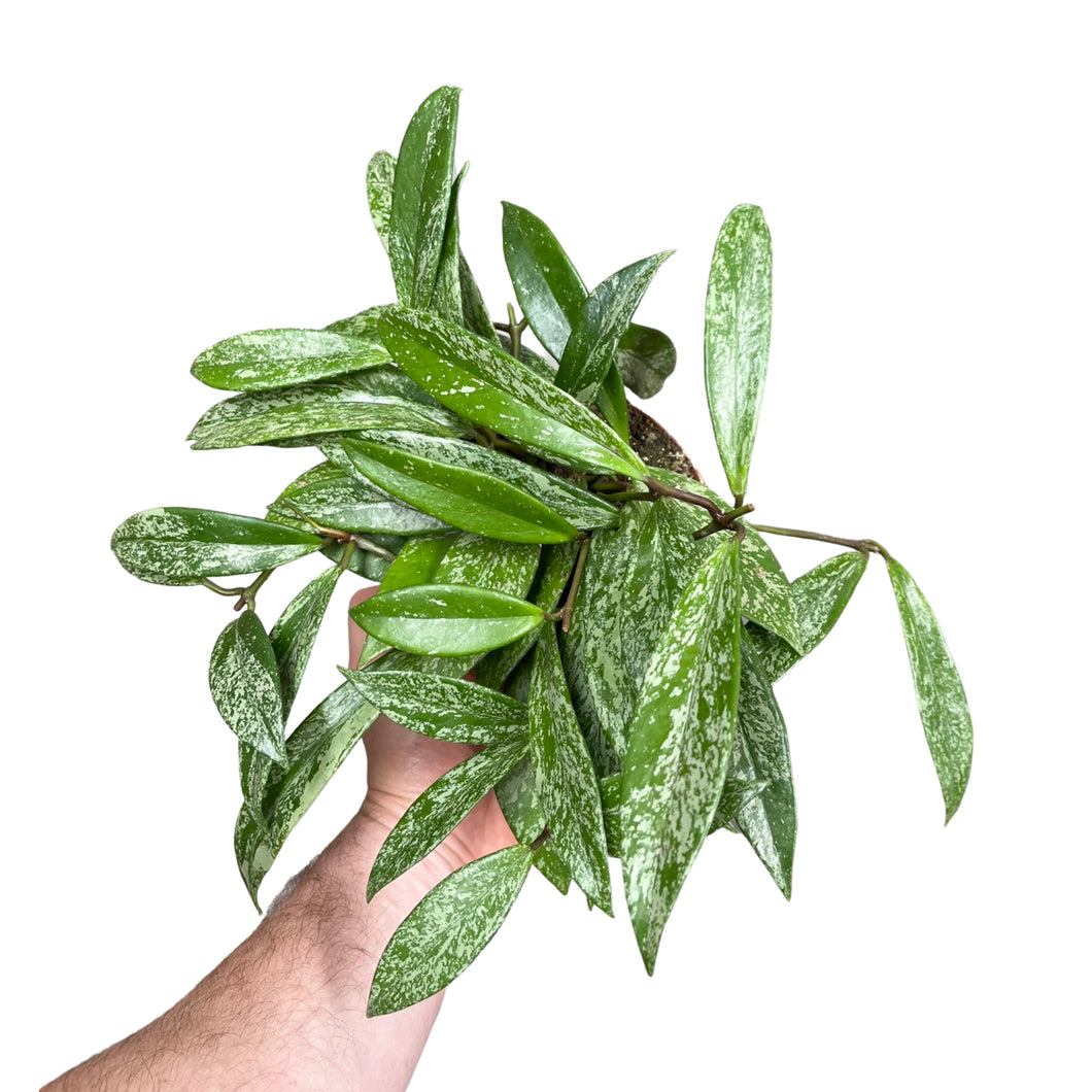 Hoya pubicalyx - Root Houseplants