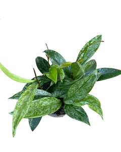 Hoya pubicalyx 'Silver Spot' - Root Houseplants