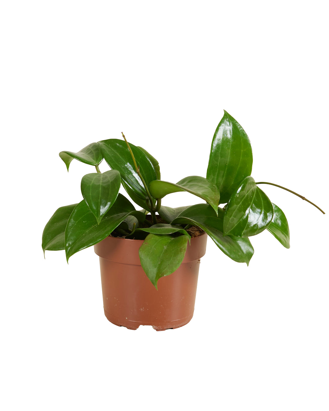 Hoya quinquenervia - Root Houseplants