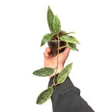 Charger l&#39;image dans la galerie, Hoya rangsan - Root Houseplants
