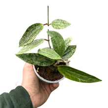 Charger l&#39;image dans la galerie, Hoya rangsan - Root Houseplants
