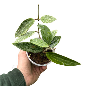 Hoya rangsan - Root Houseplants