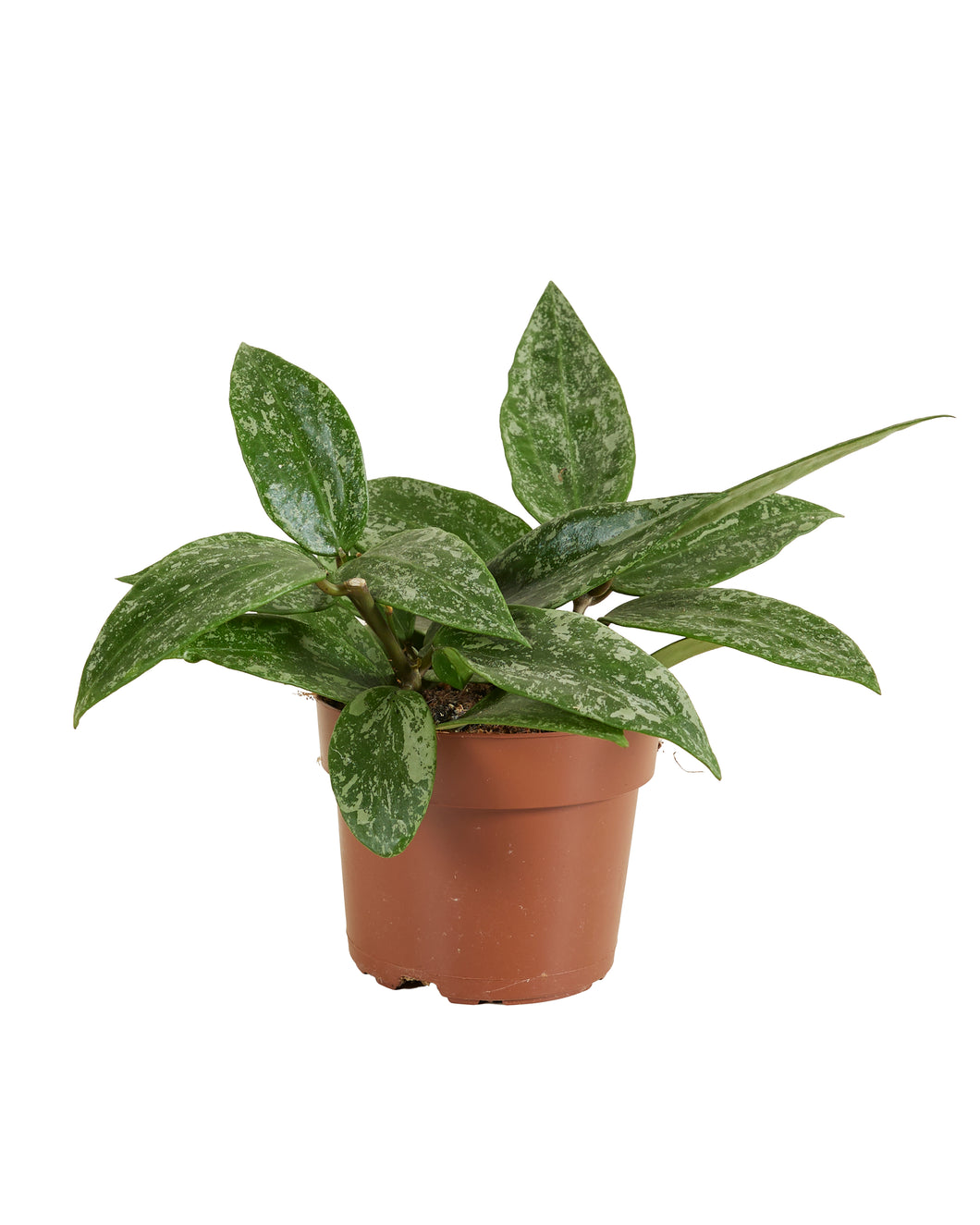 Hoya rangsan - Root Houseplants