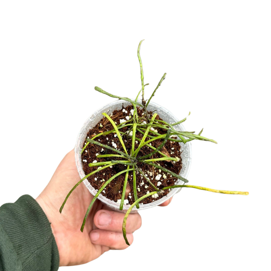Hoya retusa - Root Houseplants