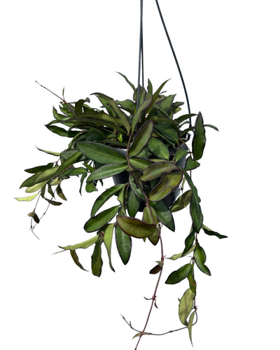 Hoya 'Rosita' - Root Houseplants