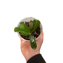 Charger l&#39;image dans la galerie, Hoya rotundiflora - Root Houseplants
