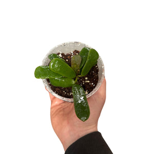 Hoya rotundiflora - Root Houseplants