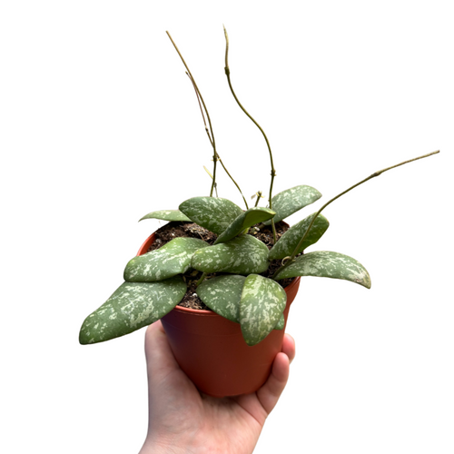 Hoya sigillatis - Root Houseplants