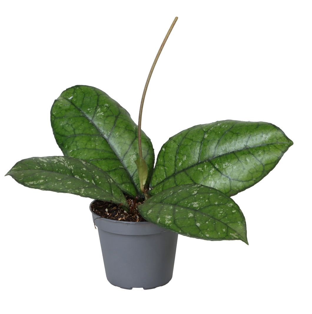 Hoya sp. Sabah - Root Houseplants