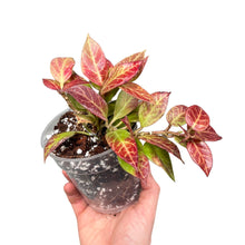 Load image into Gallery viewer, Hoya &#39;Sunrise&#39; - Root Houseplants
