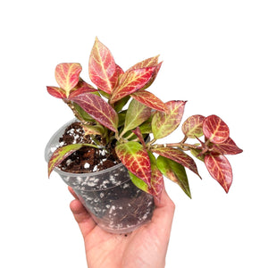 Hoya 'Sunrise' - Root Houseplants