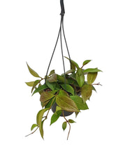 Load image into Gallery viewer, Hoya &#39;Sunrise&#39; - Root Houseplants
