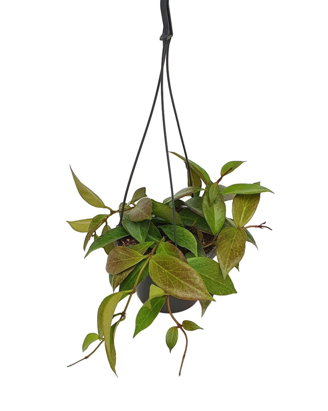 Hoya 'Sunrise' - Root Houseplants