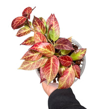Load image into Gallery viewer, Hoya &#39;Sunrise&#39; - Root Houseplants
